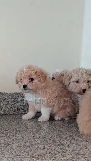 Photo - 1-3 months Male Purebred Maltese