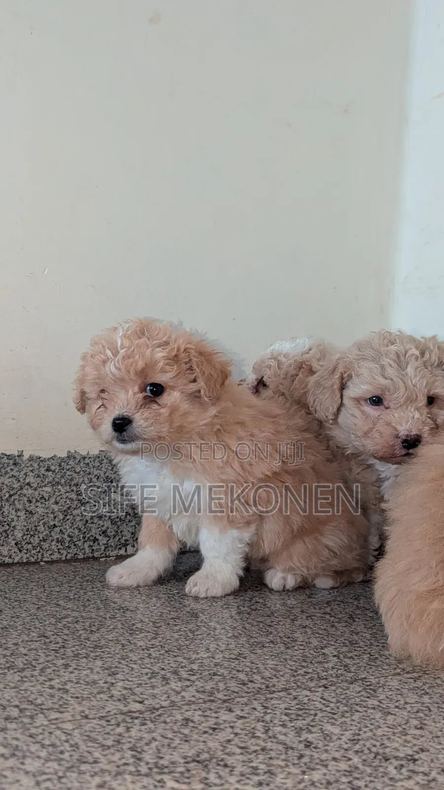 1-3 months Male Purebred Maltese