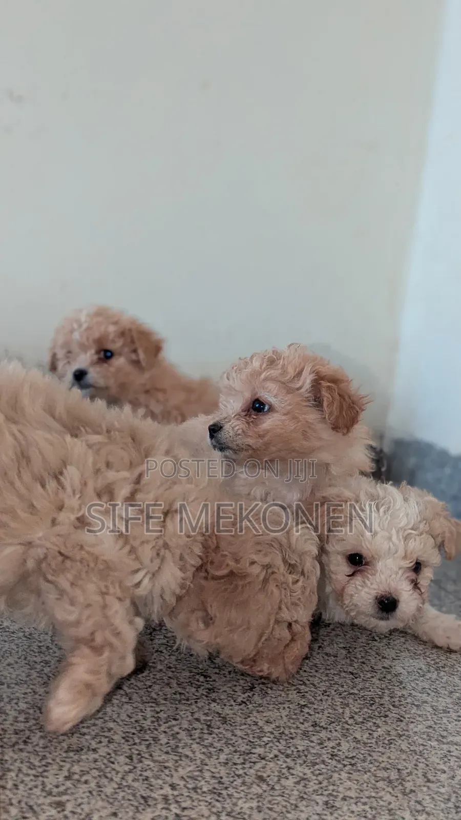 1-3 months Male Purebred Maltese