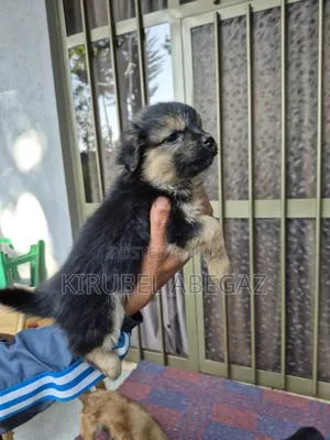 Photo - 1-3 months Male Purebred Maltese