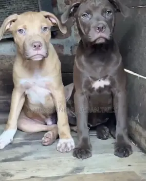 1-3 months Male Purebred American Pit Bull Terrier