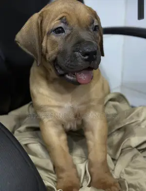 Photo - 1-3 months Female Purebred Bullmastiff
