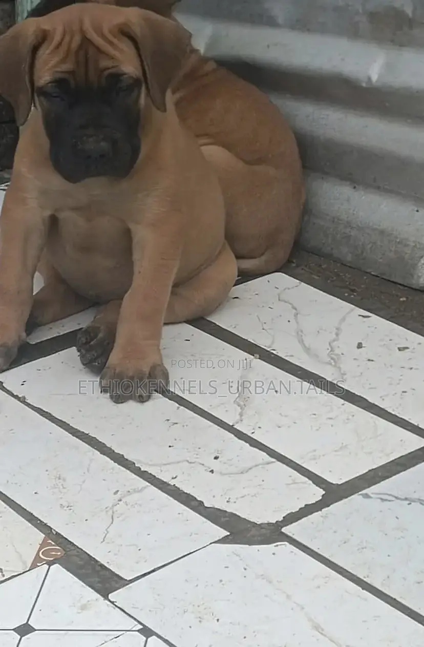 1-3 months Male Purebred Boerboel