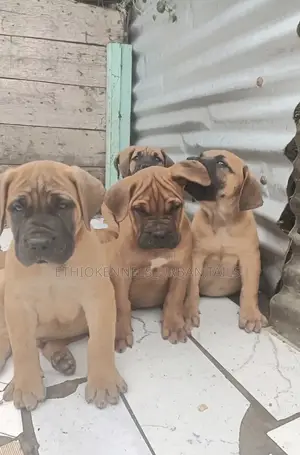 Photo - 1-3 months Male Purebred Boerboel