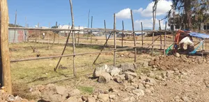 አራራት ጀርባ አከባቢ 150 ካሜ E ካርታው ያለው ፣አፈር ምርመራ ደብተር ያለው፣ በመልማት ላይ ያለ።