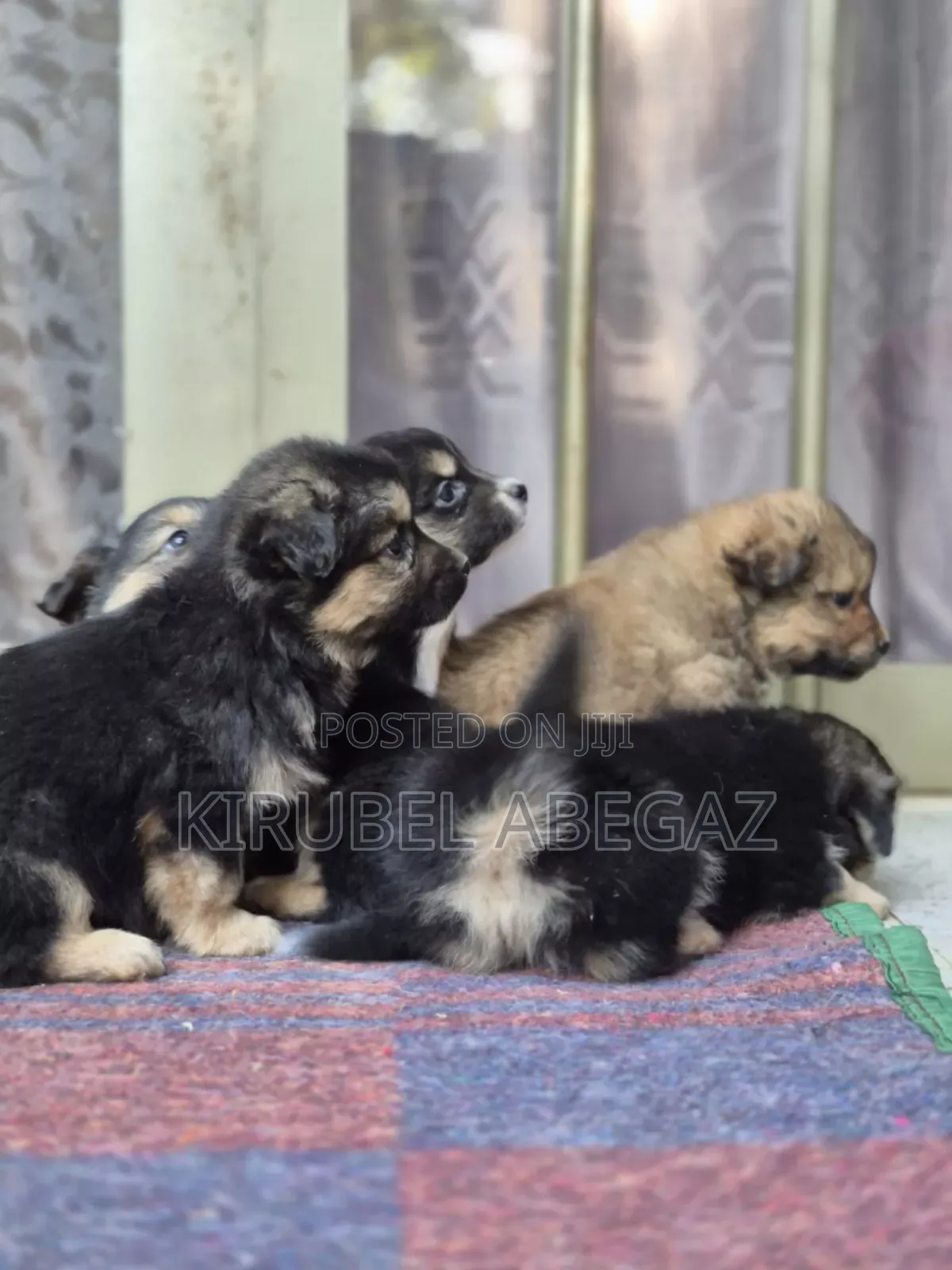 1-3 months Male Purebred Maltese