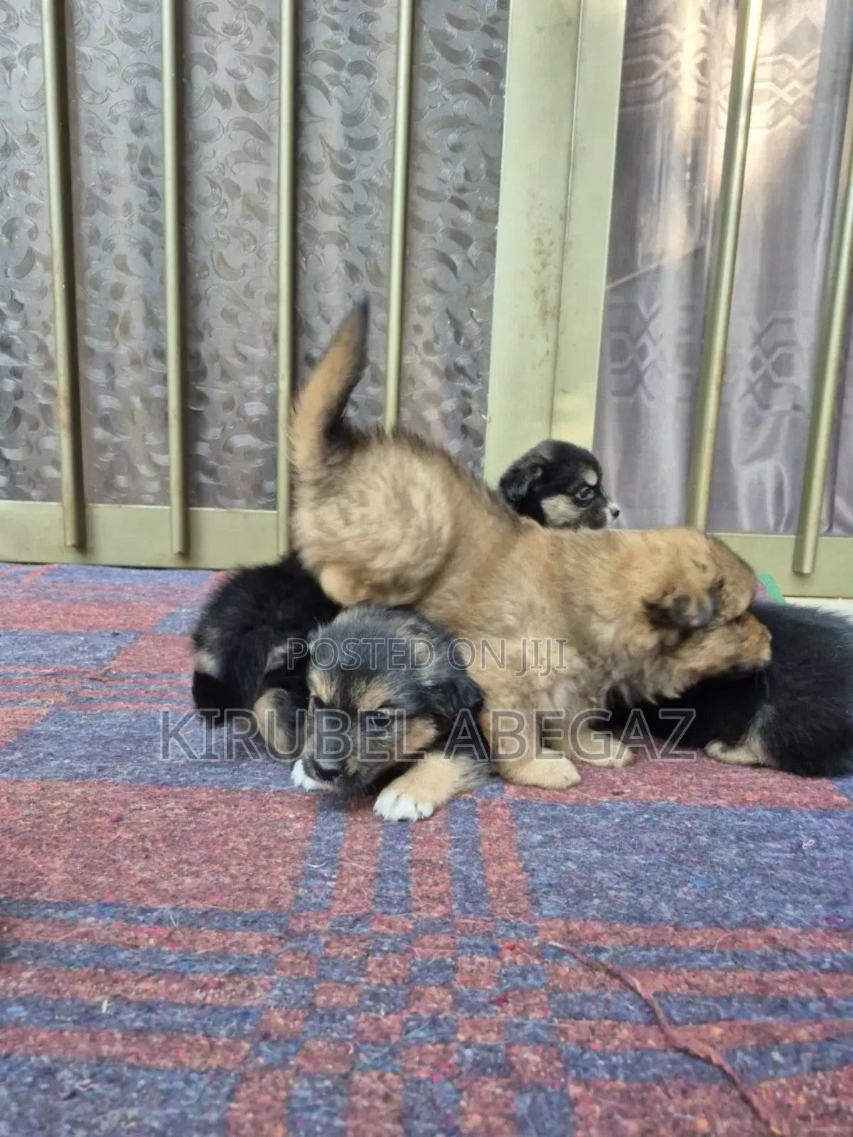 1-3 months Male Purebred Maltese