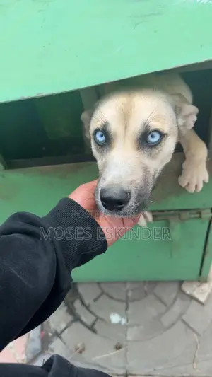 Photo - 1-3 months Male Purebred Siberian Husky
