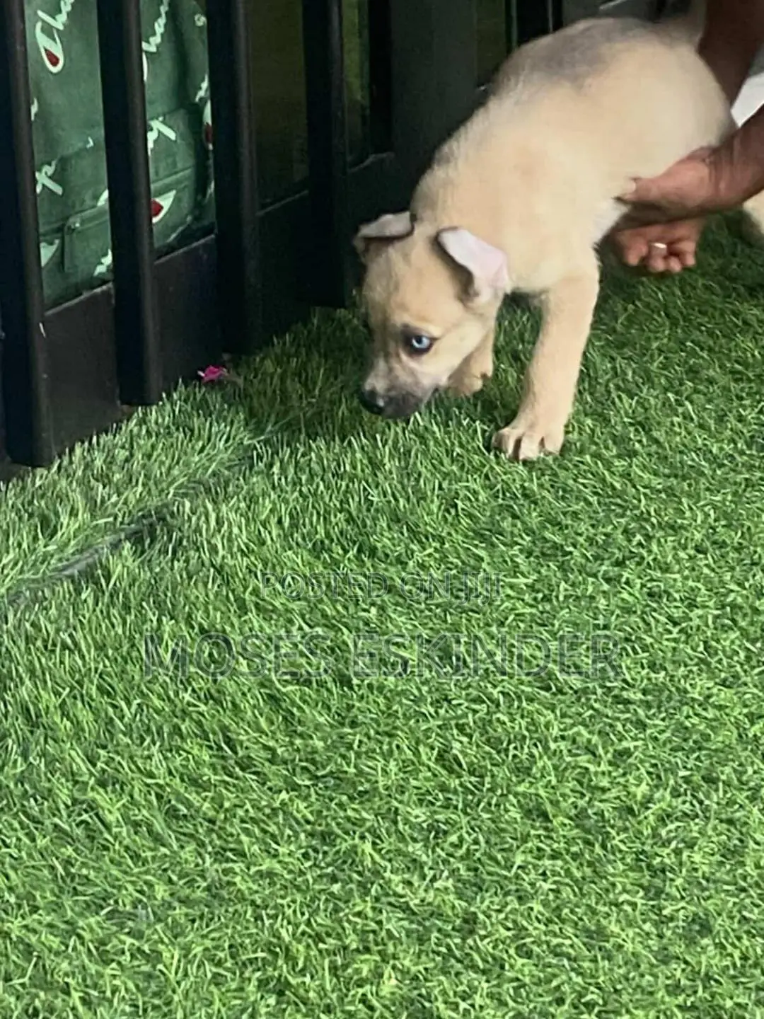 1-3 months Male Purebred Siberian Husky