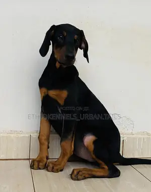 Photo - 3-6 months Male Purebred Doberman Pinscher