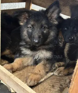 Photo - 1-3 months Male Purebred German Shepherd