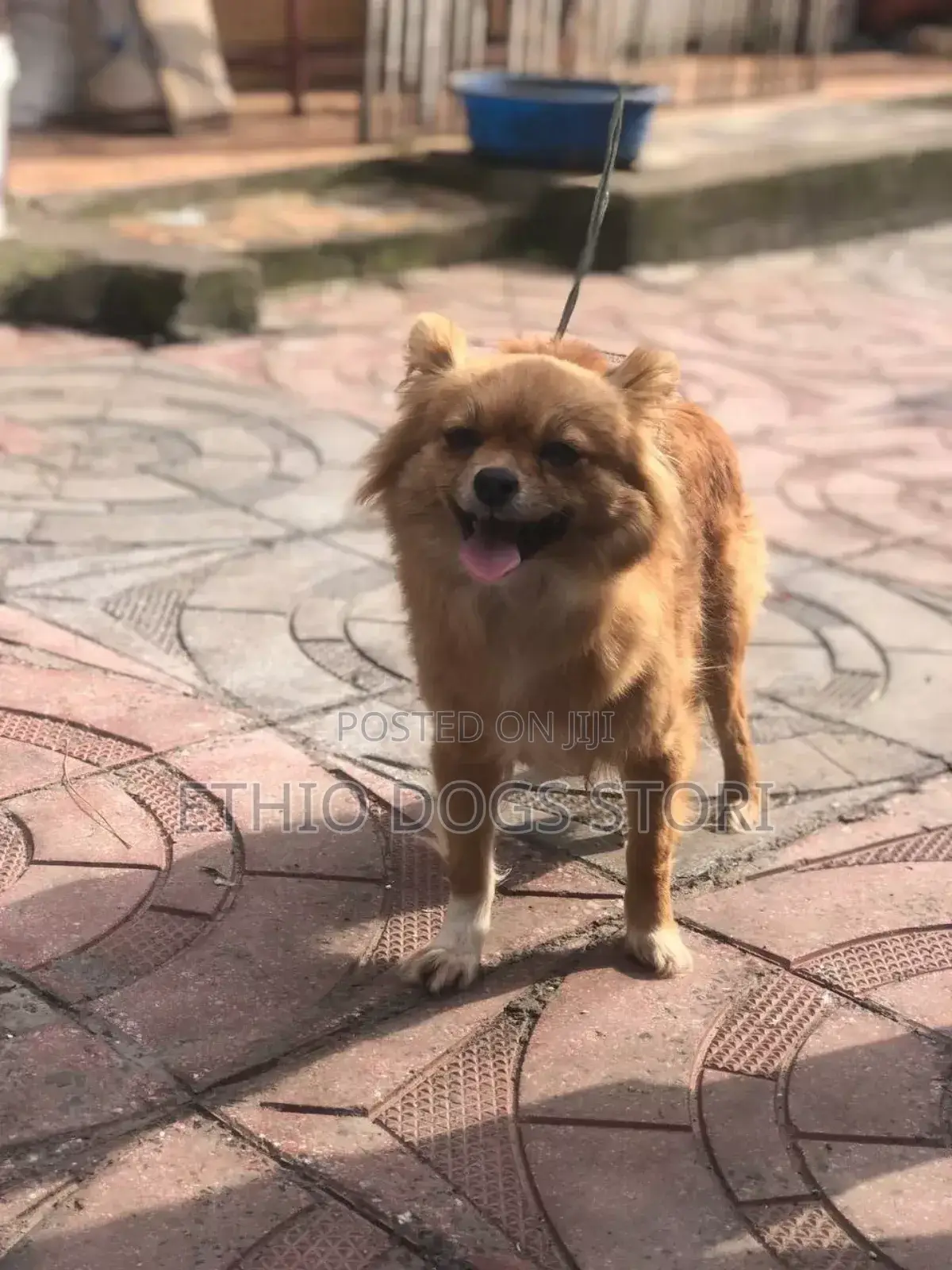 1+ year Male Purebred Pekingese