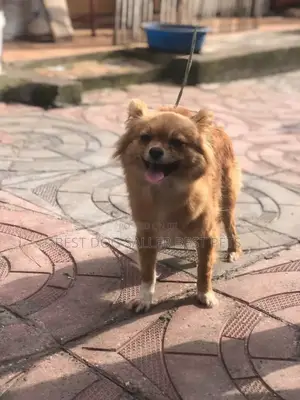 1+ year Male Purebred Pekingese