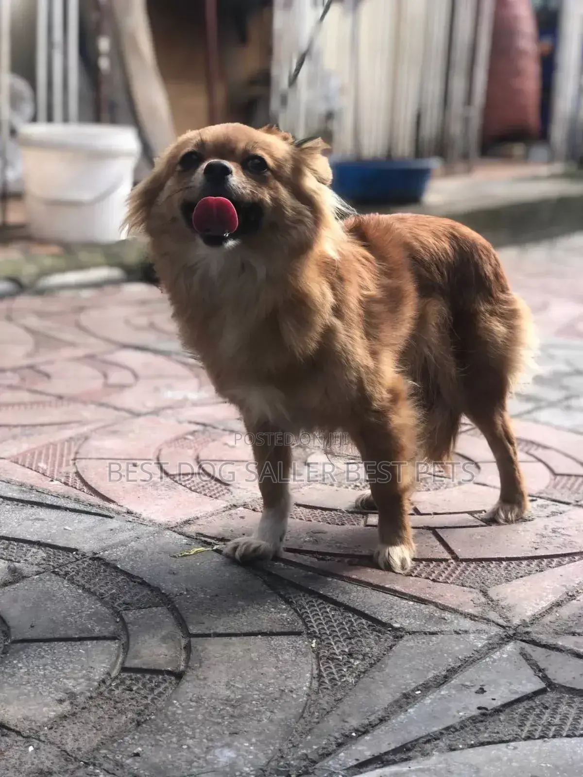 1+ year Male Purebred Pekingese