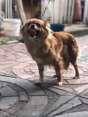 1+ year Male Purebred Pekingese