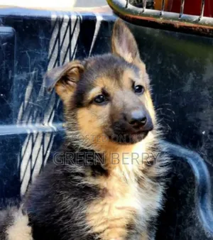 Photo - 1-3 months Male Mixed Breed German Shepherd