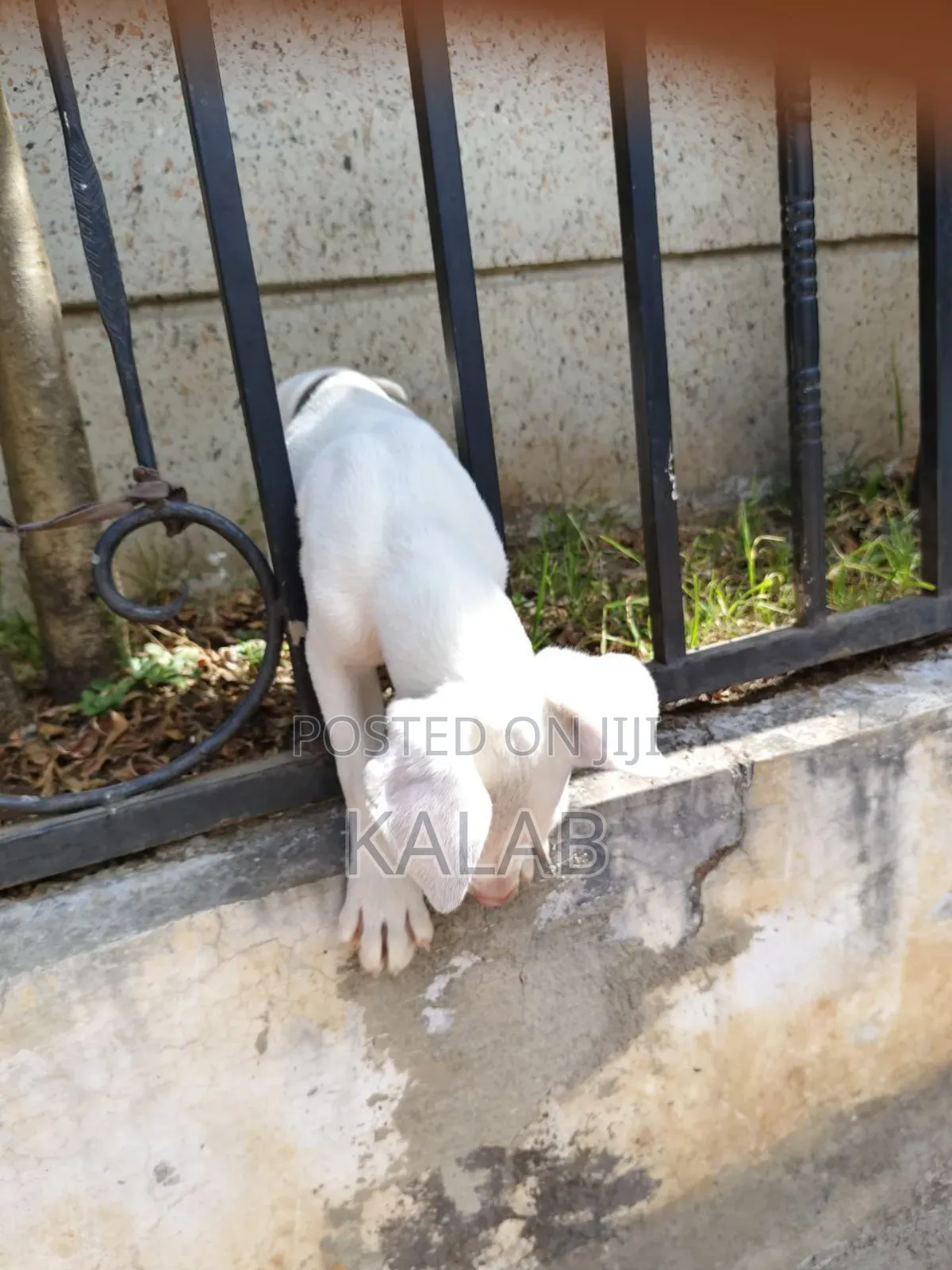 1-3 months Female Purebred Great Dane