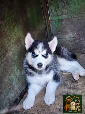 1-3 months Male Purebred Siberian Husky