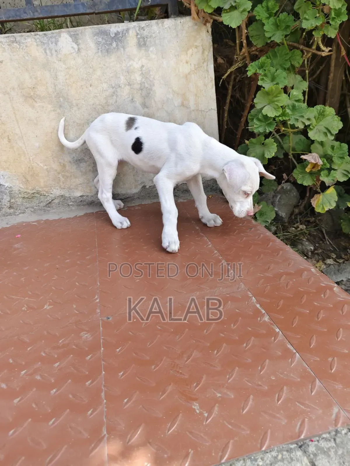 1-3 months Female Purebred Great Dane