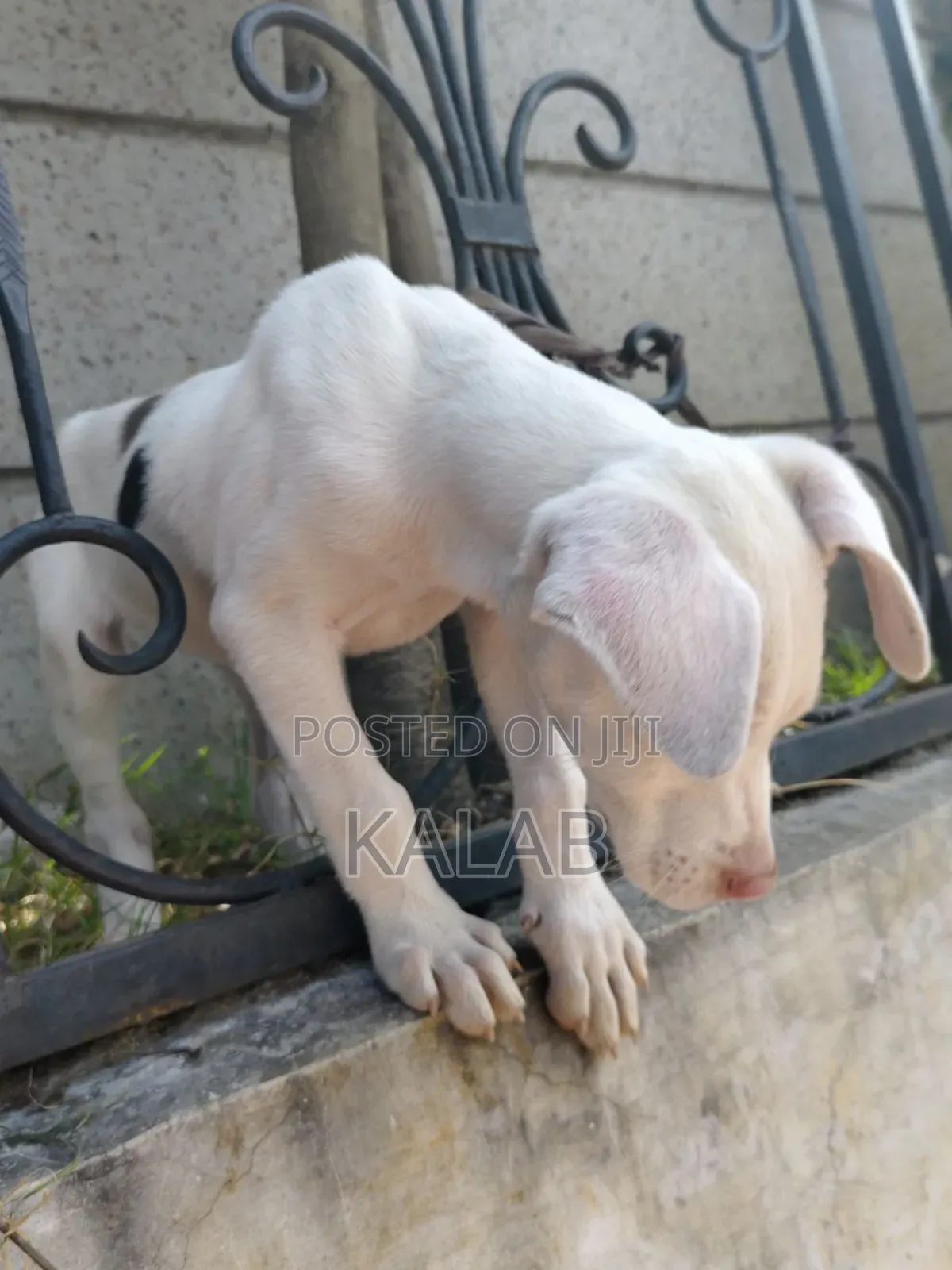 1-3 months Female Purebred Great Dane