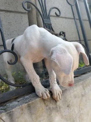 1-3 months Female Purebred Great Dane