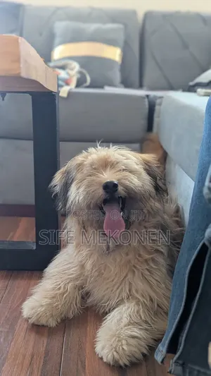 1-3 months Male Purebred Maltese