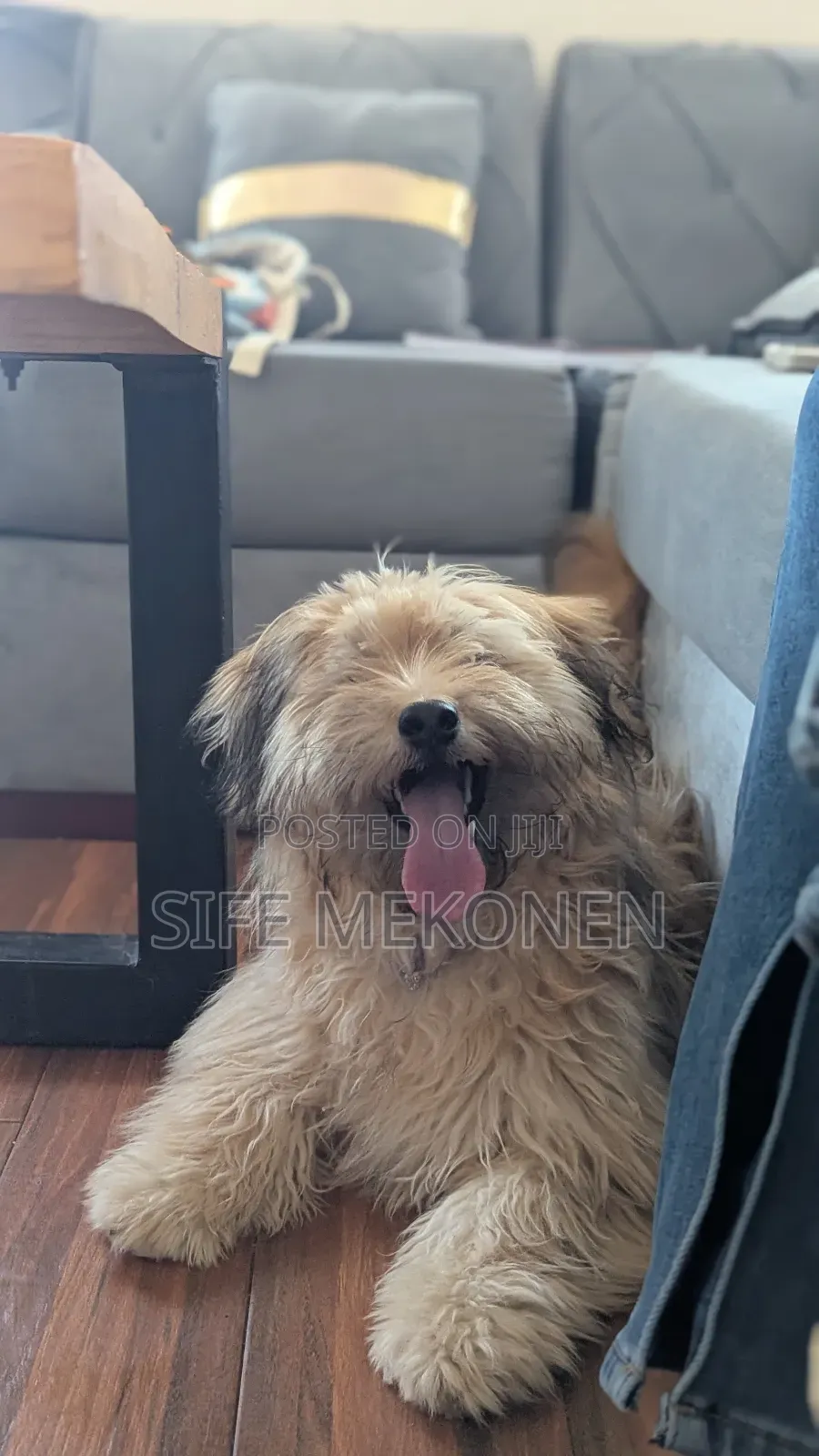 1-3 months Male Purebred Maltese