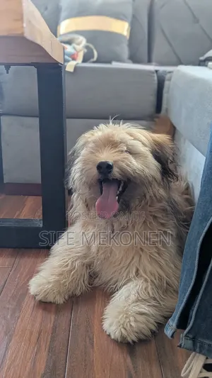 Photo - 1-3 months Male Purebred Maltese