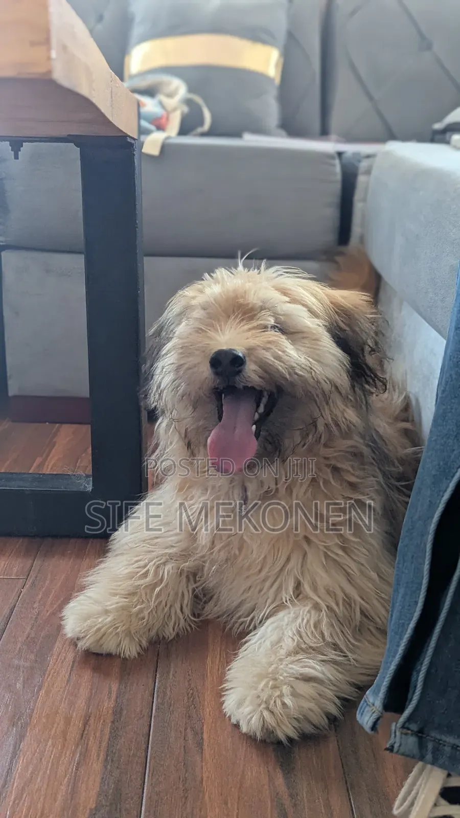 1-3 months Male Purebred Maltese