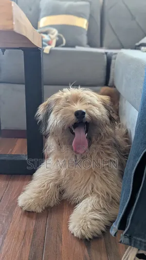 1-3 months Male Purebred Maltese