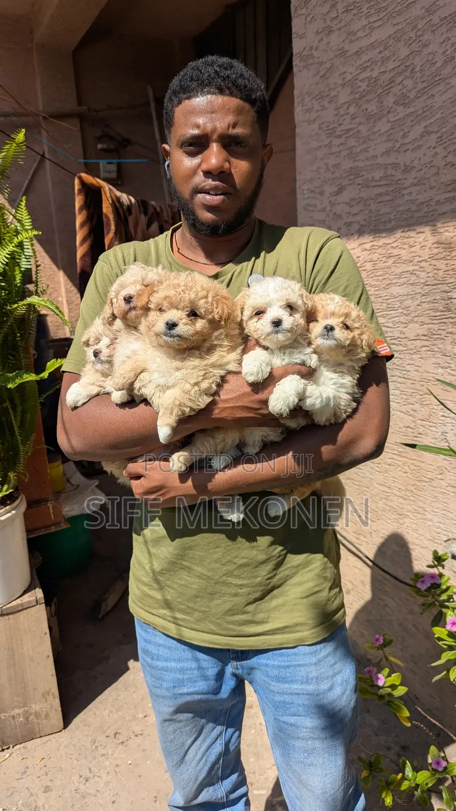 1-3 months Female Purebred Maltese