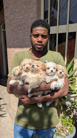 Photo - 1-3 months Female Purebred Maltese