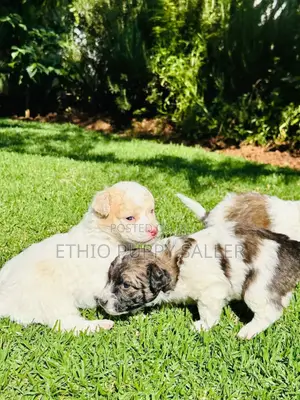 Photo - 1-3 months Male Mixed Breed Maltipoo