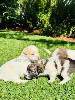 1-3 months Male Mixed Breed Maltipoo