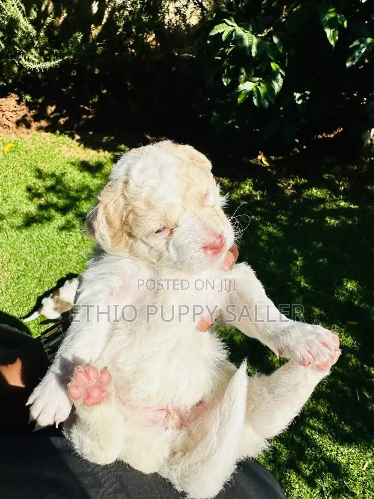1-3 months Male Mixed Breed Maltipoo