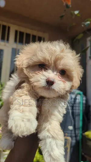 1-3 months Male Purebred Maltese