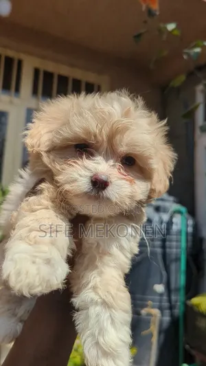 1-3 months Male Purebred Maltese