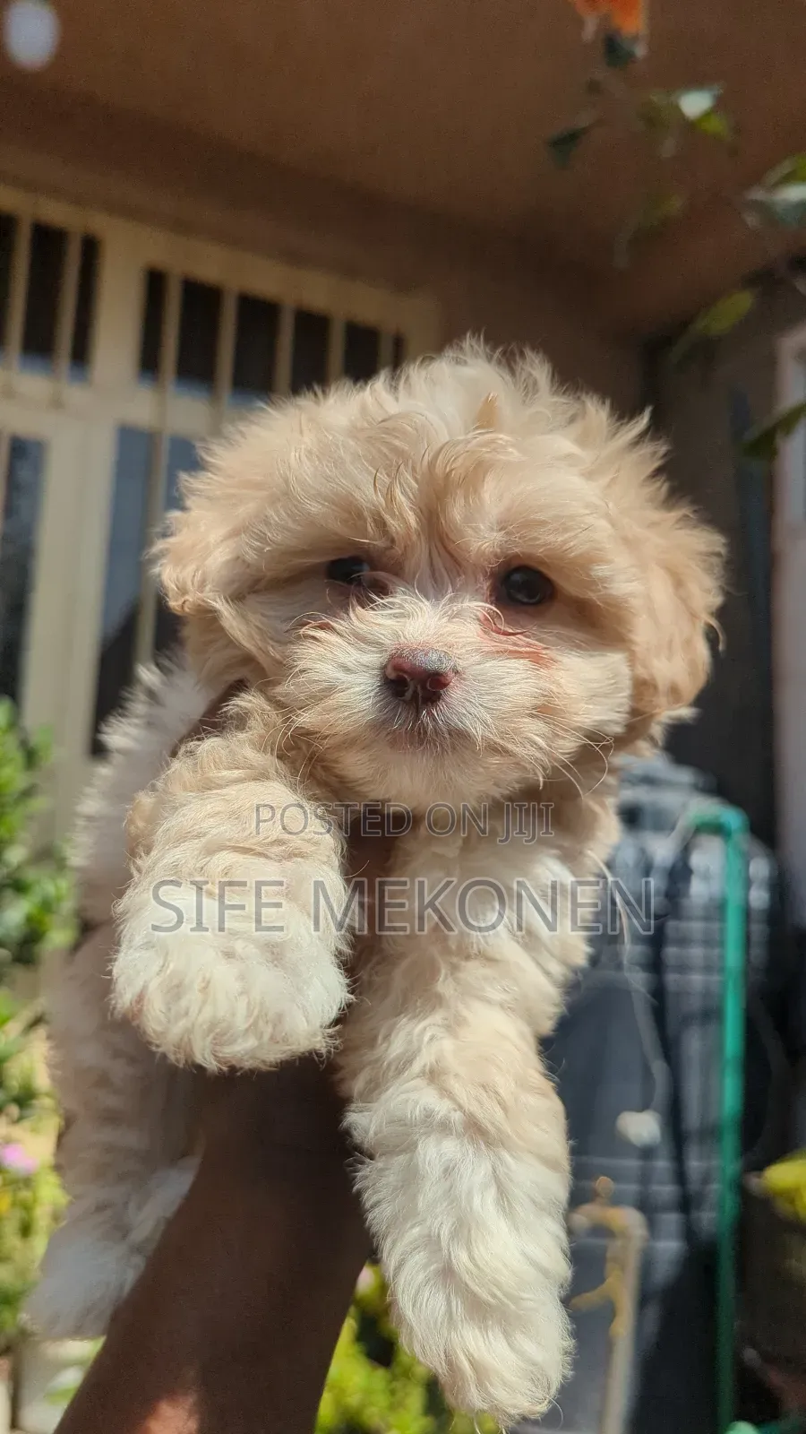 1-3 months Male Purebred Maltese