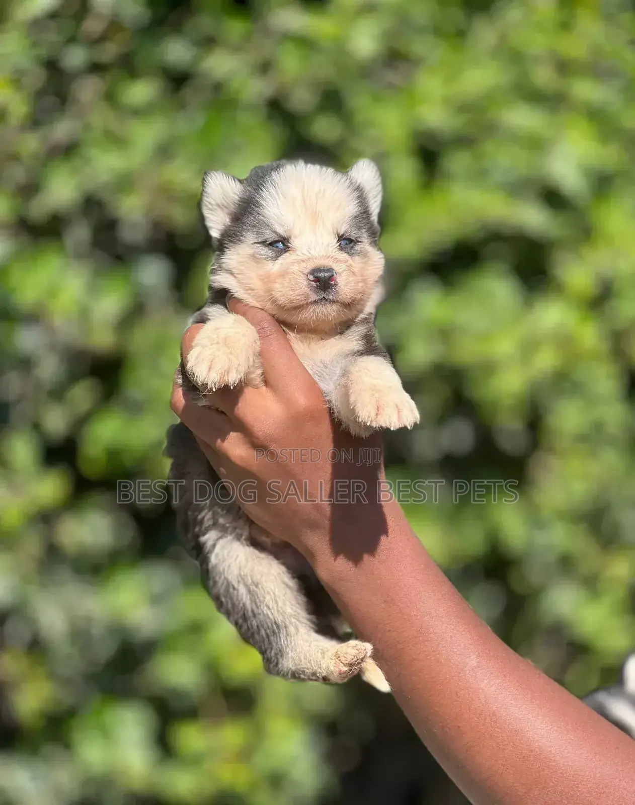 1-3 months Male Purebred Siberian Husky