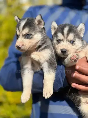 1-3 months Male Purebred Siberian Husky