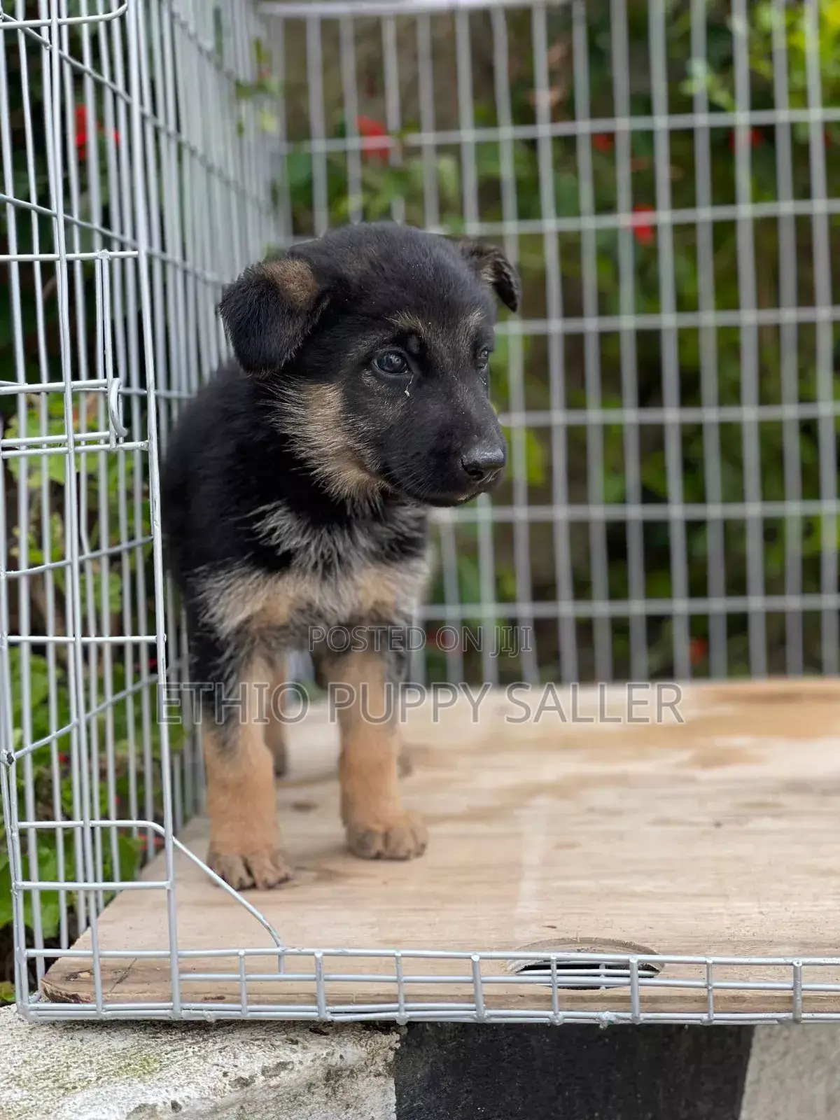 1-3 months Male Purebred German Shepherd