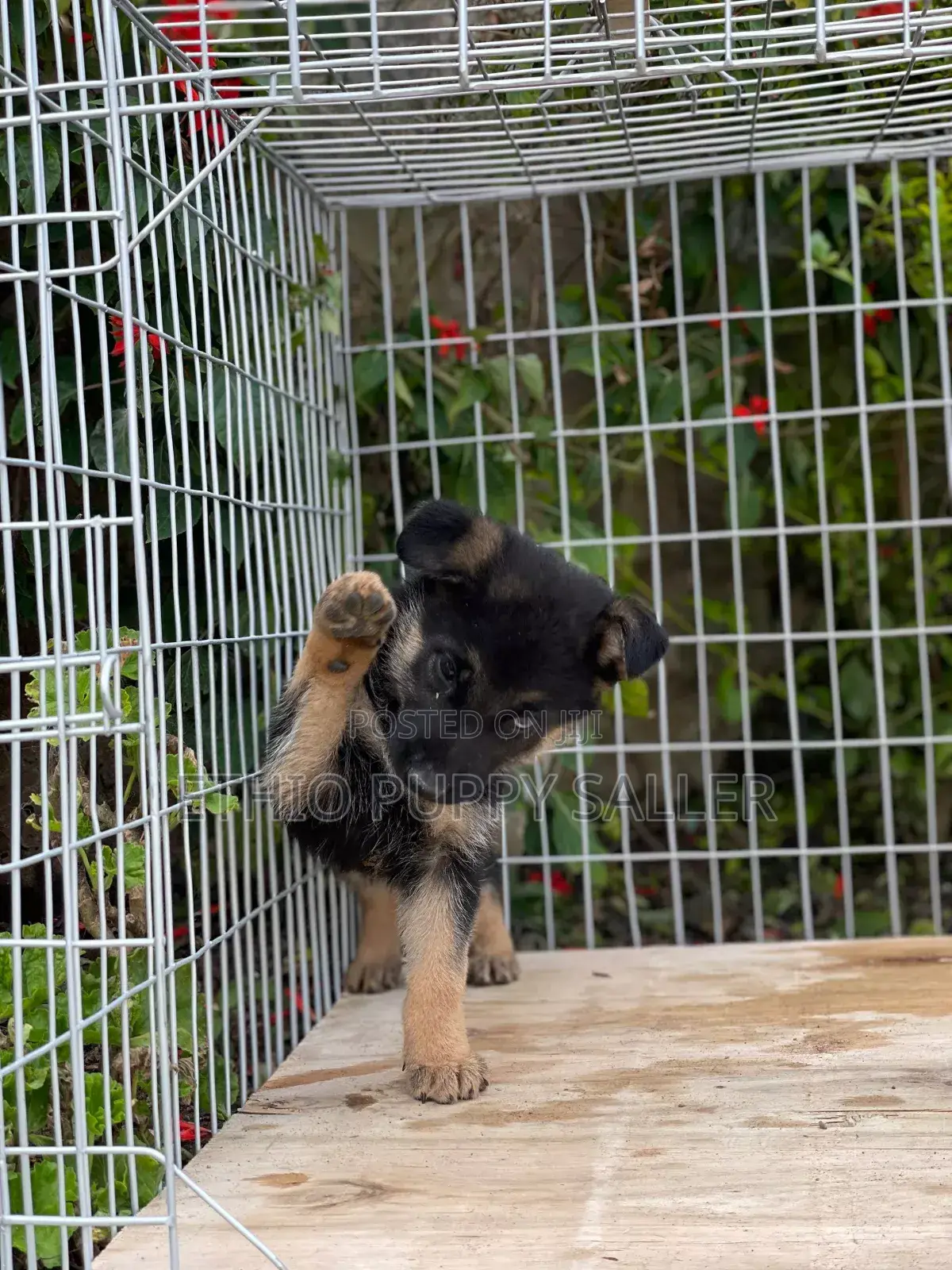 1-3 months Male Purebred German Shepherd