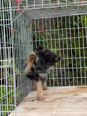 1-3 months Male Purebred German Shepherd