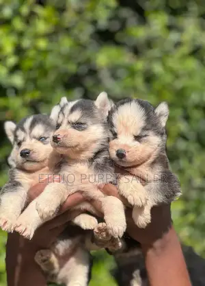 Photo - 1-3 months Male Purebred Siberian Husky