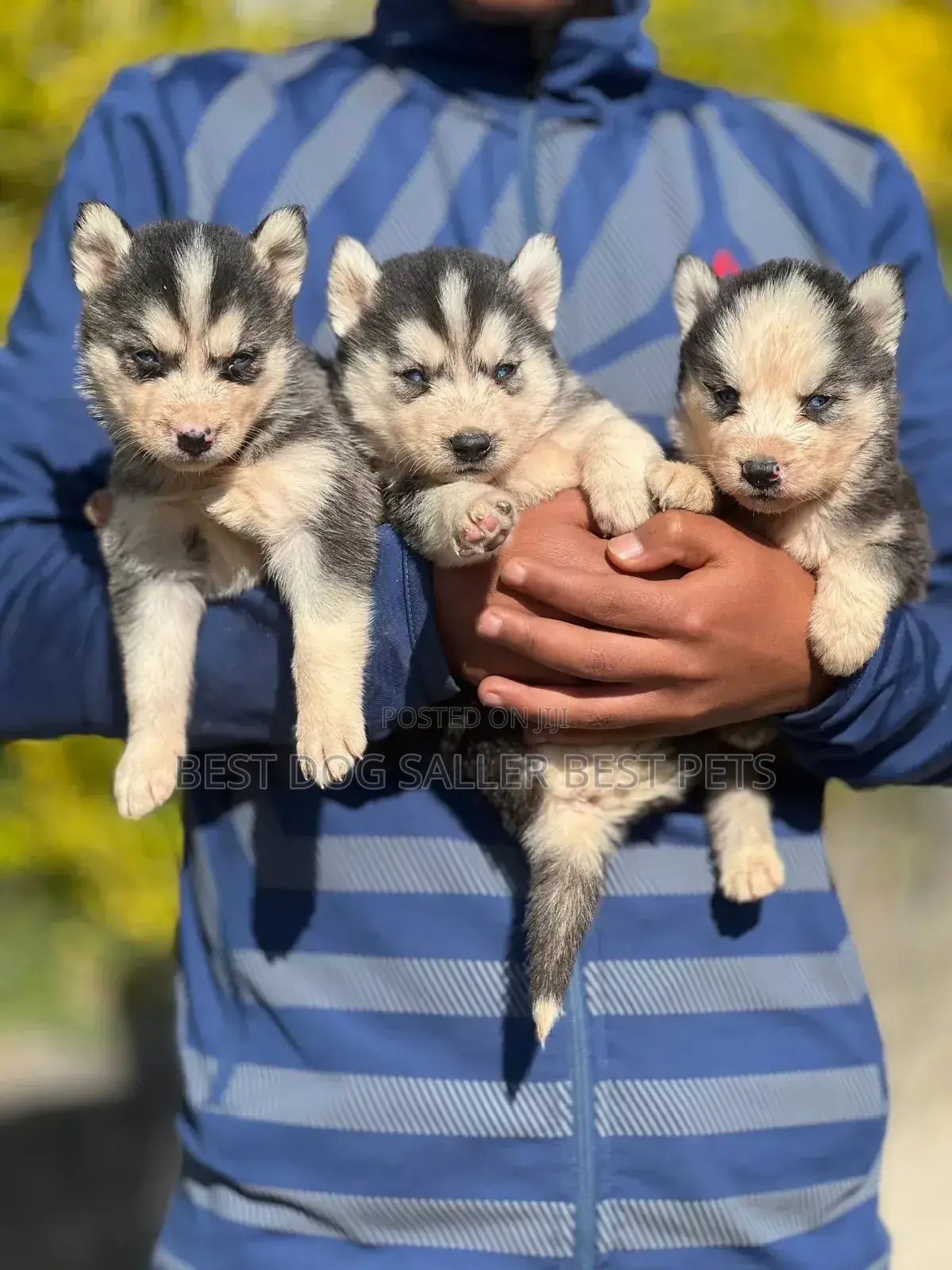 1-3 months Male Purebred Siberian Husky