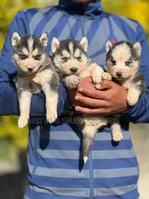 1-3 months Male Purebred Siberian Husky
