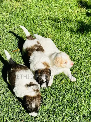 Photo - 1-3 months Male Purebred Maltese