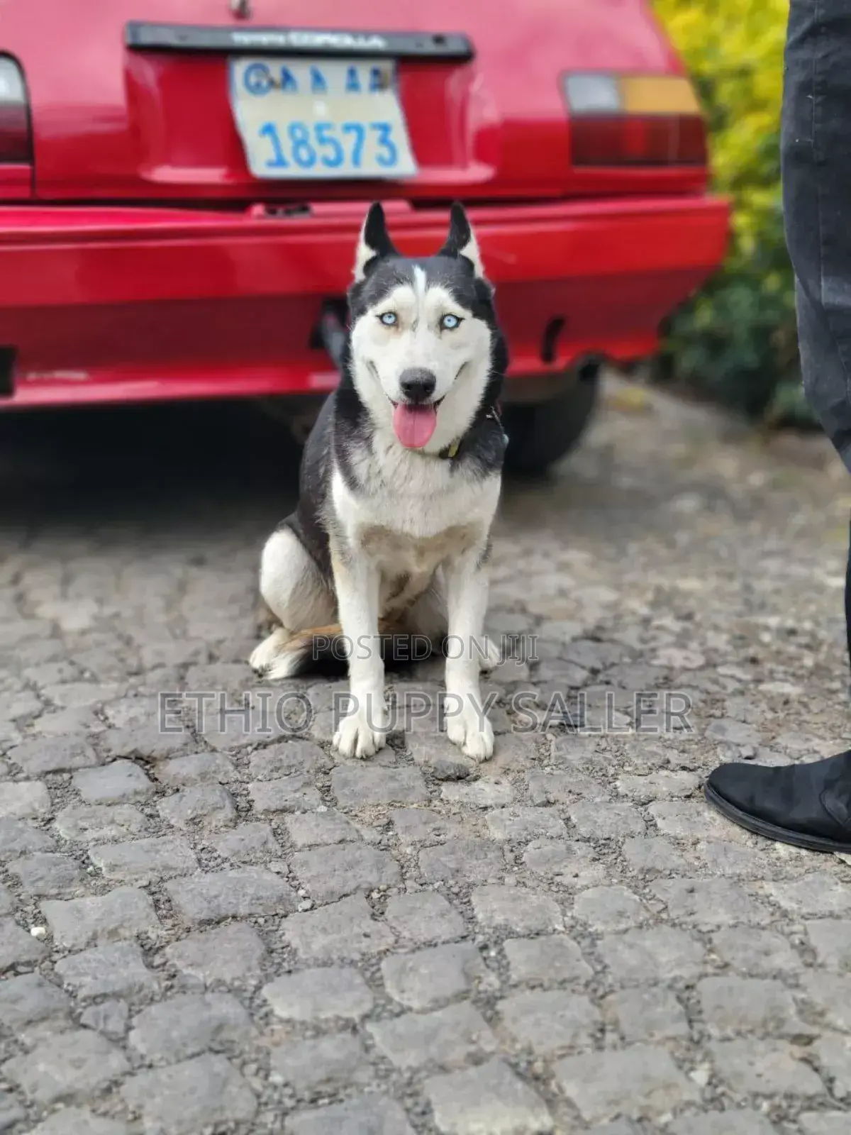 1-3 months Female Purebred Siberian Husky