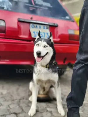 1-3 months Female Purebred Siberian Husky