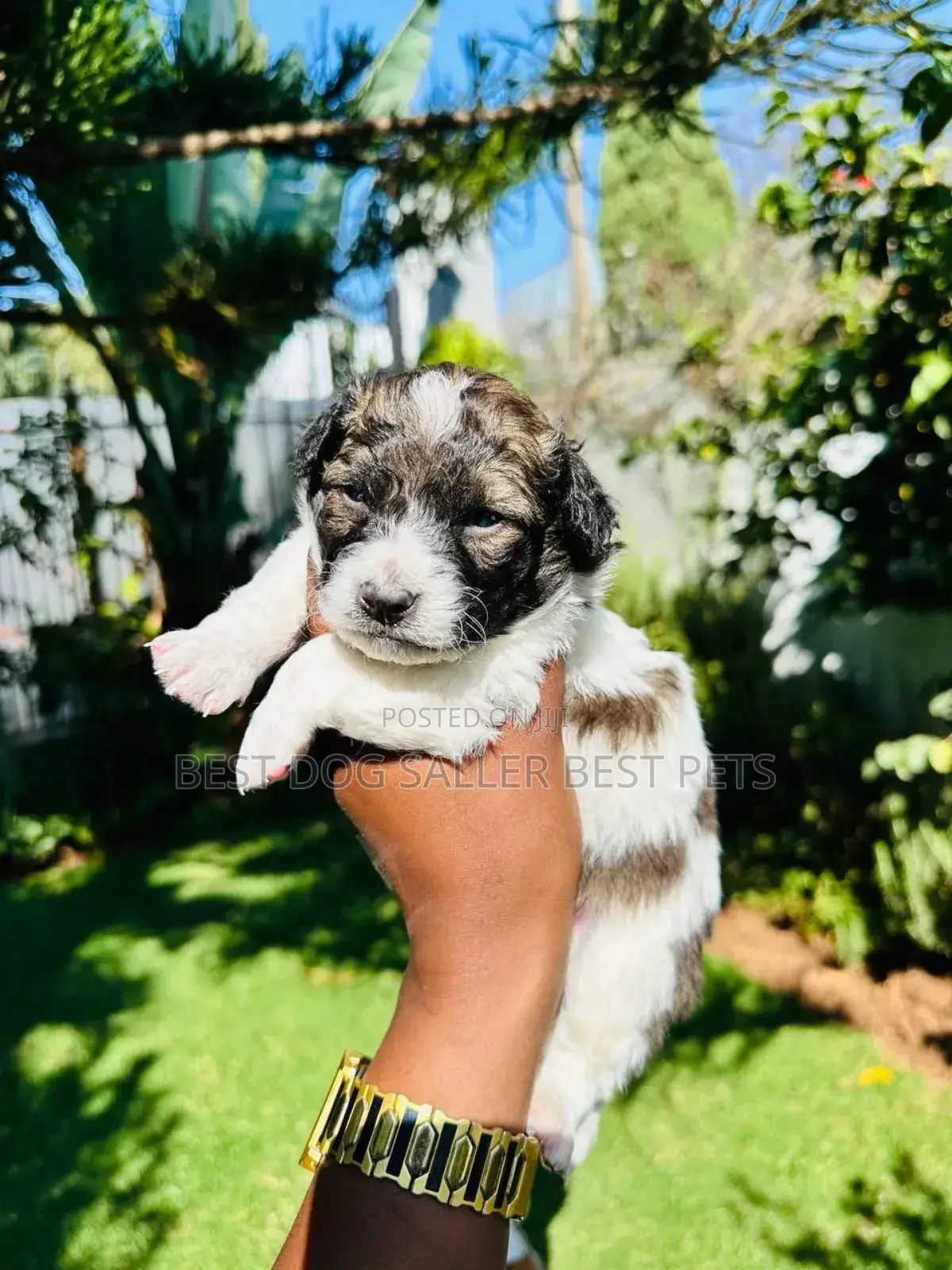 1-3 months Male Mixed Breed Maltese